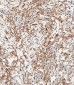 FGFR2 Antibody (C-term)